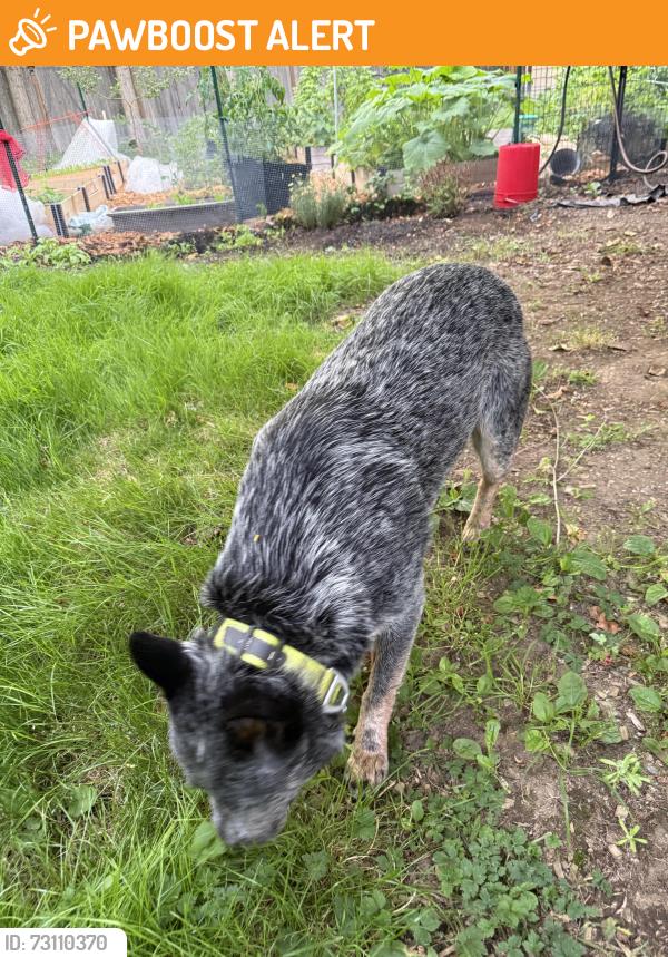 Found/Stray Male Dog last seen 158th St SW & 35th, North Lynnwood, WA 98087