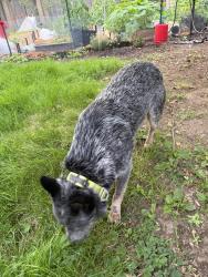 Found/Stray Male Dog last seen 158th St SW & 35th, North Lynnwood, WA 98087