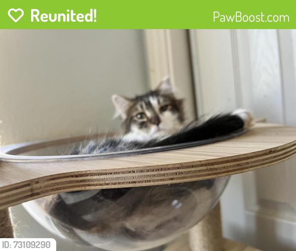 Reunited Male Cat last seen Minona, Grand Terrace, CA 92313