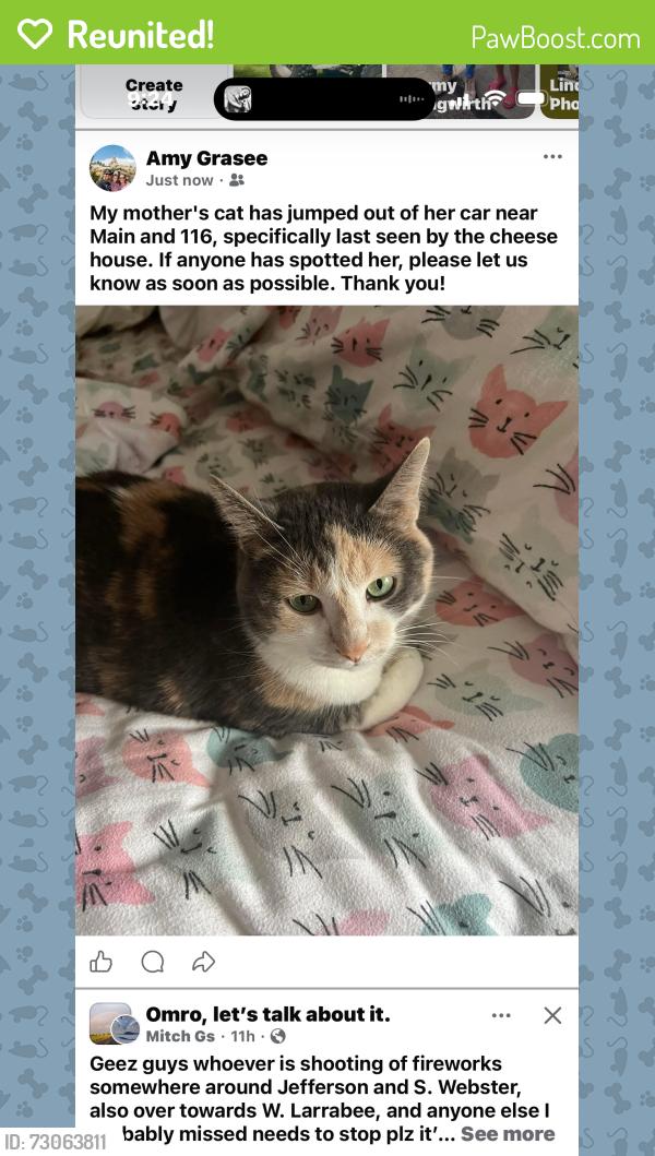 Reunited Female Cat last seen Hwy 21 & hwy 116 by the cheese hse, Omro, WI 54963