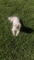 Reunited Male Dog last seen Crawford lane, Mobile, AL 36617