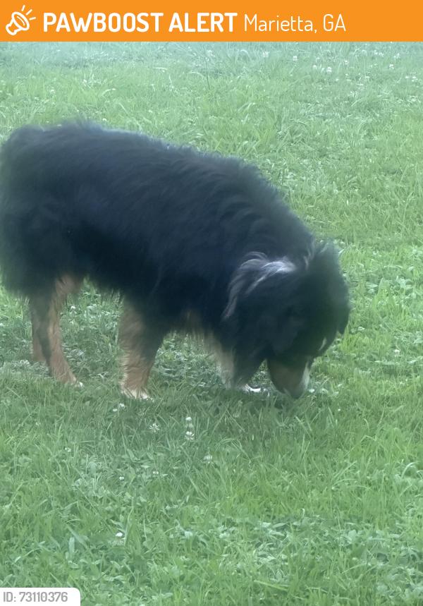 Found/Stray Male Dog last seen Cumberland Club Road and Loren Springs Court, Marietta, GA 30008