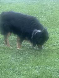 Found/Stray Male Dog last seen Cumberland Club Road and Loren Springs Court, Marietta, GA 30008