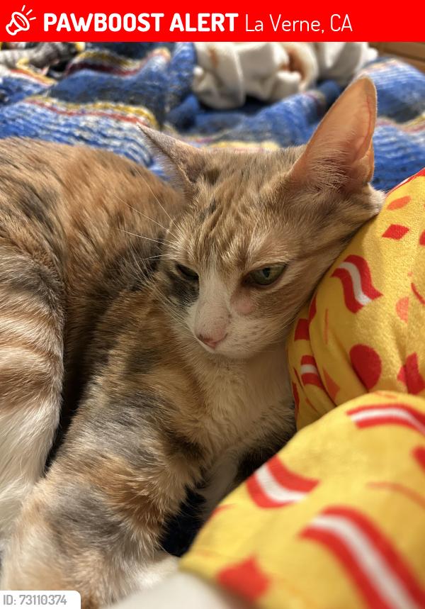 Lost Female Cat last seen Whitney/garey, La Verne, CA 91750