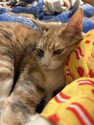 Lost Female Cat last seen Whitney/garey, La Verne, CA 91750
