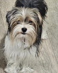 Reunited Female Dog last seen 7th street and East Ave K4, Lancaster, CA 93535