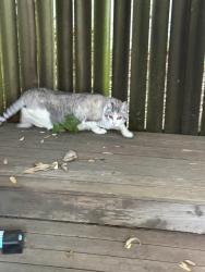 Reunited Unknown Cat last seen NE 30th and Emerson, Portland Oregon, Portland, OR 97211