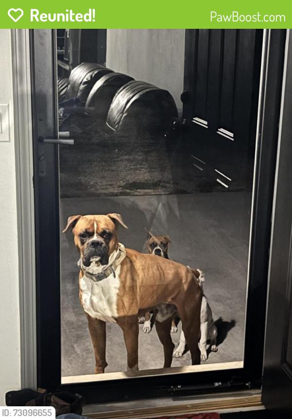 Reunited Male Dog last seen South Main Street and Forest Rd, Doña Ana County, NM 88047