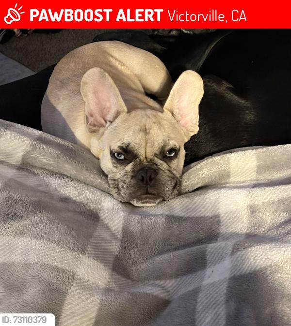 Lost Male Dog last seen Near Seneca Rd, Victorville, CA 92395