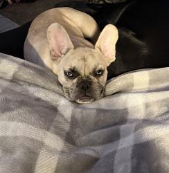 Lost Male Dog last seen Near Seneca Rd, Victorville, CA 92395