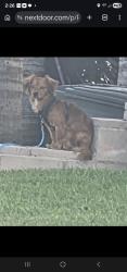 Found/Stray Male Dog last seen Stage Rd., Buena Park, CA 90621