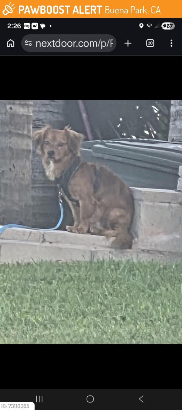 Found/Stray Male Dog last seen Stage Rd., Buena Park, CA 90621