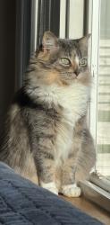 Lost Female Cat last seen Just off Edmonds way, Edmonds, WA 98026