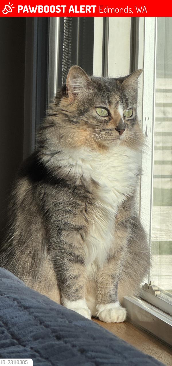 Lost Female Cat last seen Just off Edmonds way, Edmonds, WA 98026