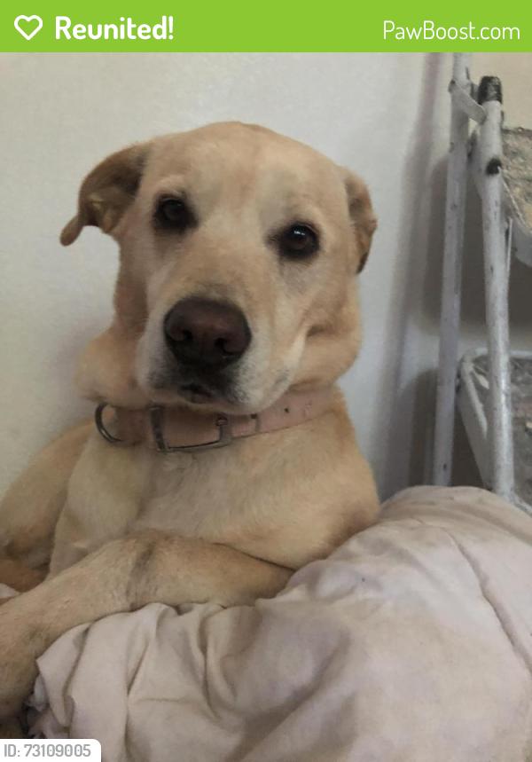Reunited Female Dog last seen Snowberry Way and Beachwood Dr, Orangevale, CA 95662