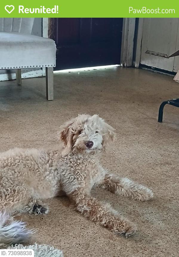 Reunited Male Dog last seen Sarno road, Melbourne, FL 32935