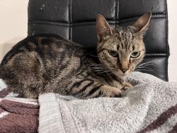 Found/Stray Female Cat last seen 5th and folsom st San Francisco, San Francisco, CA 94107