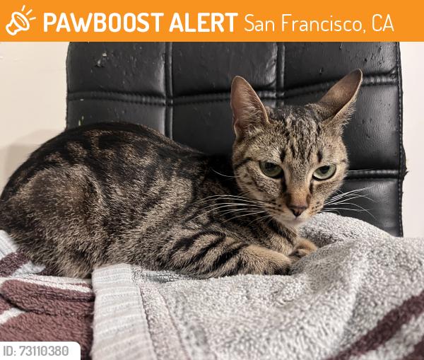 Found/Stray Female Cat last seen 5th and folsom st San Francisco, San Francisco, CA 94107
