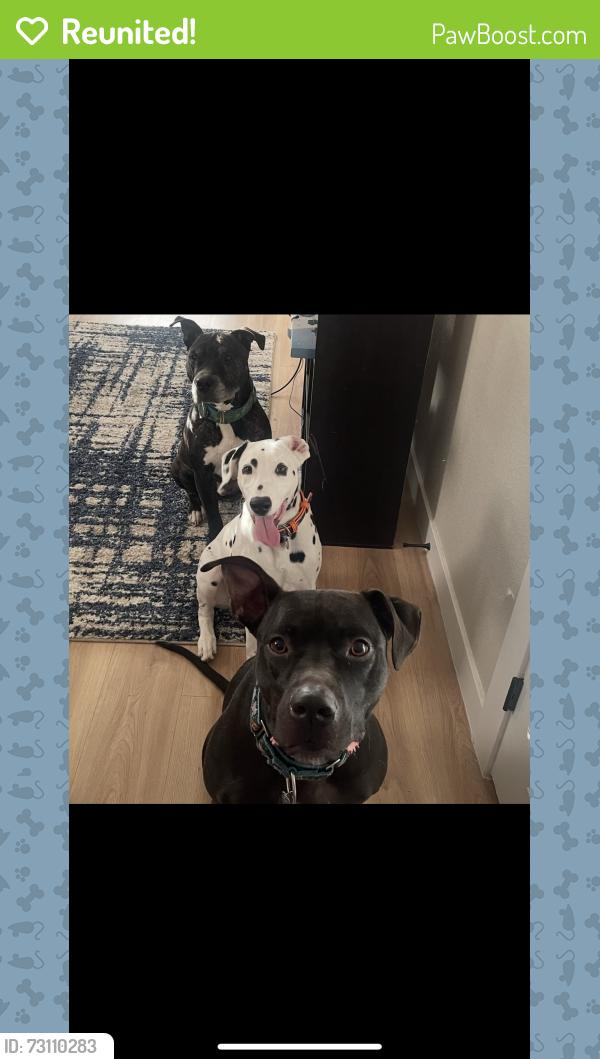 Reunited Male Dog last seen 8th and longs peak, Brighton, CO 80601