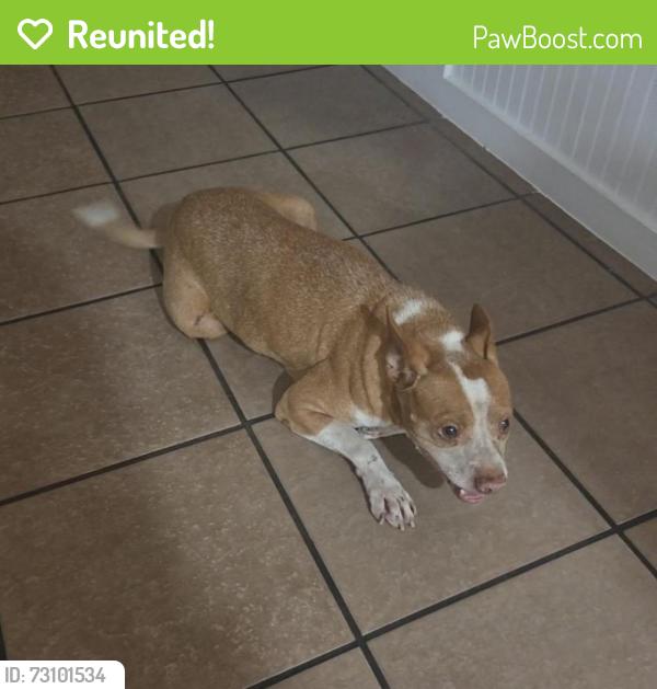 Reunited Male Dog last seen Amblewood Dr Houston Tx 77099, Houston, TX 77099