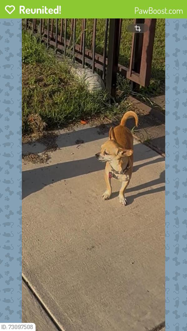 Reunited Female Dog last seen Ruby library, Fort Worth, TX 76103