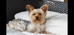 Lost Female Dog last seen Daniel and Cloudcroft, Arlington, TX 76014