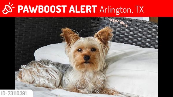 Lost Female Dog last seen Daniel and Cloudcroft, Arlington, TX 76014