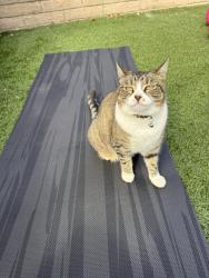 Lost Female Cat last seen Sunnybrae Elementary, San Mateo, CA 94403