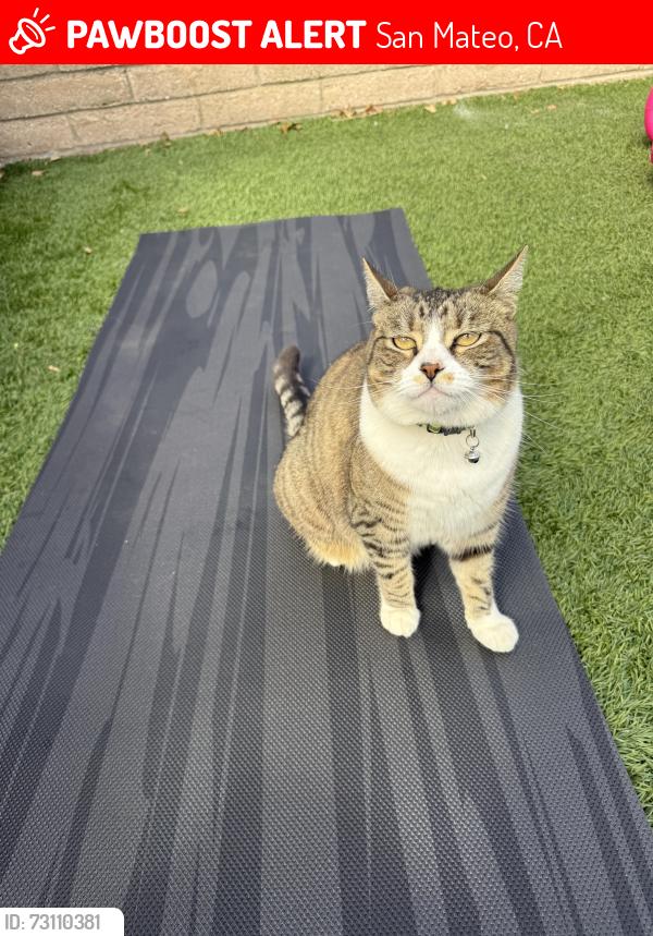 Lost Female Cat last seen Sunnybrae Elementary, San Mateo, CA 94403