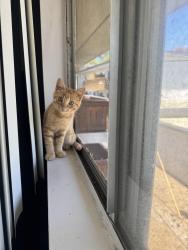 Found/Stray Female Cat last seen E vista Way, Vista, CA 92084