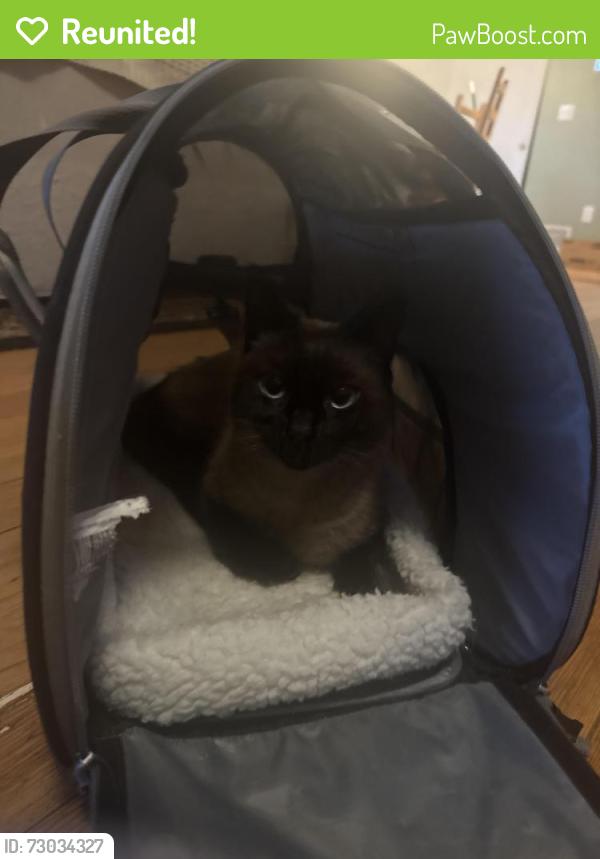 Reunited Male Cat last seen E Oak, N Garden, N Forest, Bellingham, WA 98225