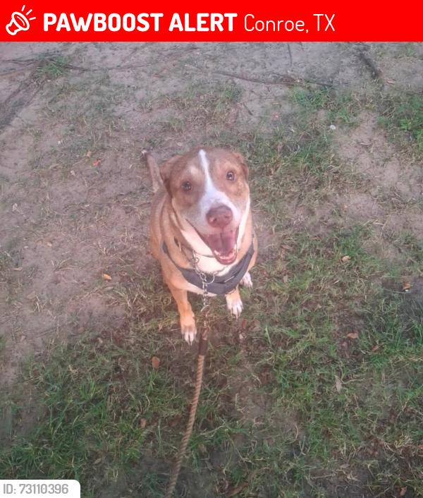 Lost Male Dog last seen highway 75, Conroe, TX 77301