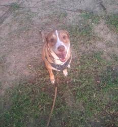Lost Male Dog last seen highway 75, Conroe, TX 77301