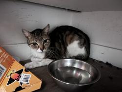 Found/Stray Unknown Cat last seen Folsom and 5th st, San Francisco, CA 94107