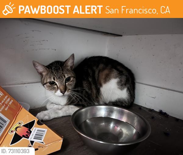 Found/Stray Unknown Cat last seen Folsom and 5th st, San Francisco, CA 94107