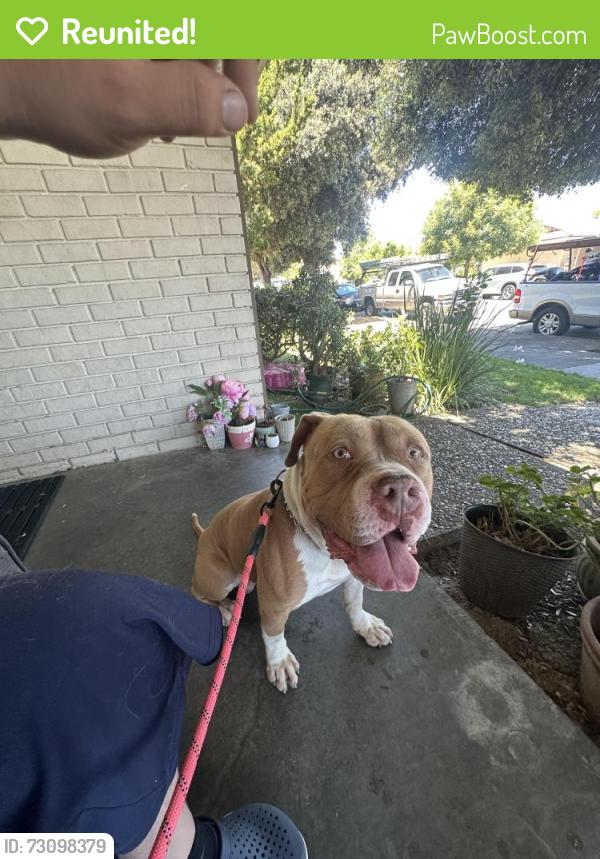 Reunited Male Dog last seen Starbird & Boyton, San Jose, CA 95117
