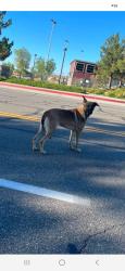 Reunited Unknown Dog last seen Sycamore Creek Loop and Clearwater Pkwy, San Bernardino, CA 92407