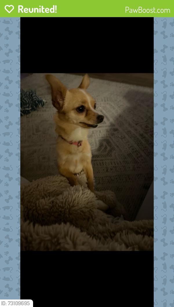 Reunited Female Dog last seen Drexel and alvernon, Tucson, AZ 85706
