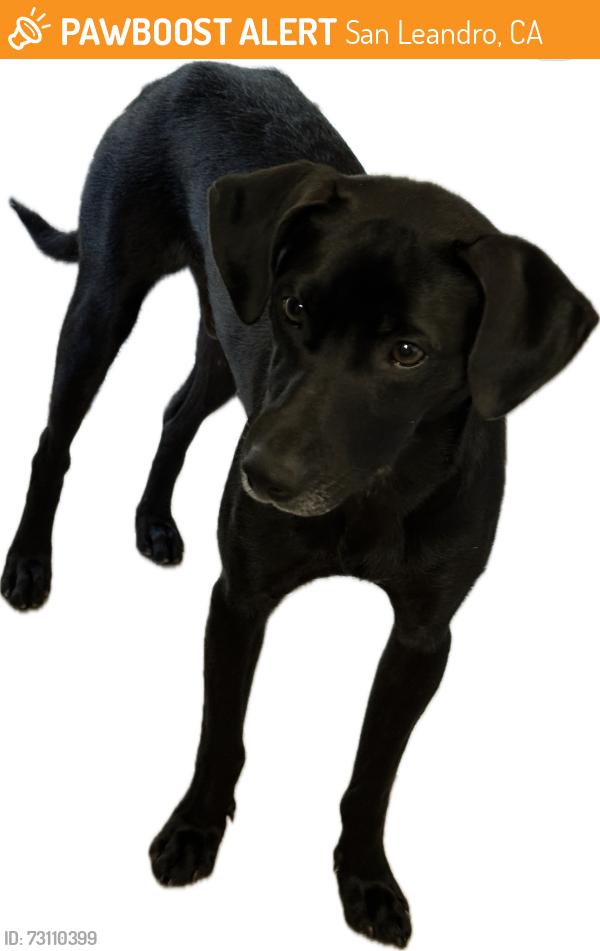 Found/Stray Male Dog last seen Rite Aid, San Leandro, CA 94603