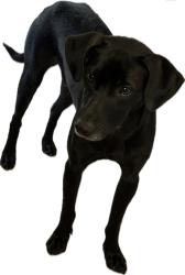 Found/Stray Male Dog last seen Rite Aid, San Leandro, CA 94603
