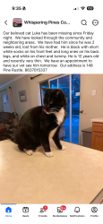 Lost Male Cat last seen Bolender Td, Auburndale, FL 33823
