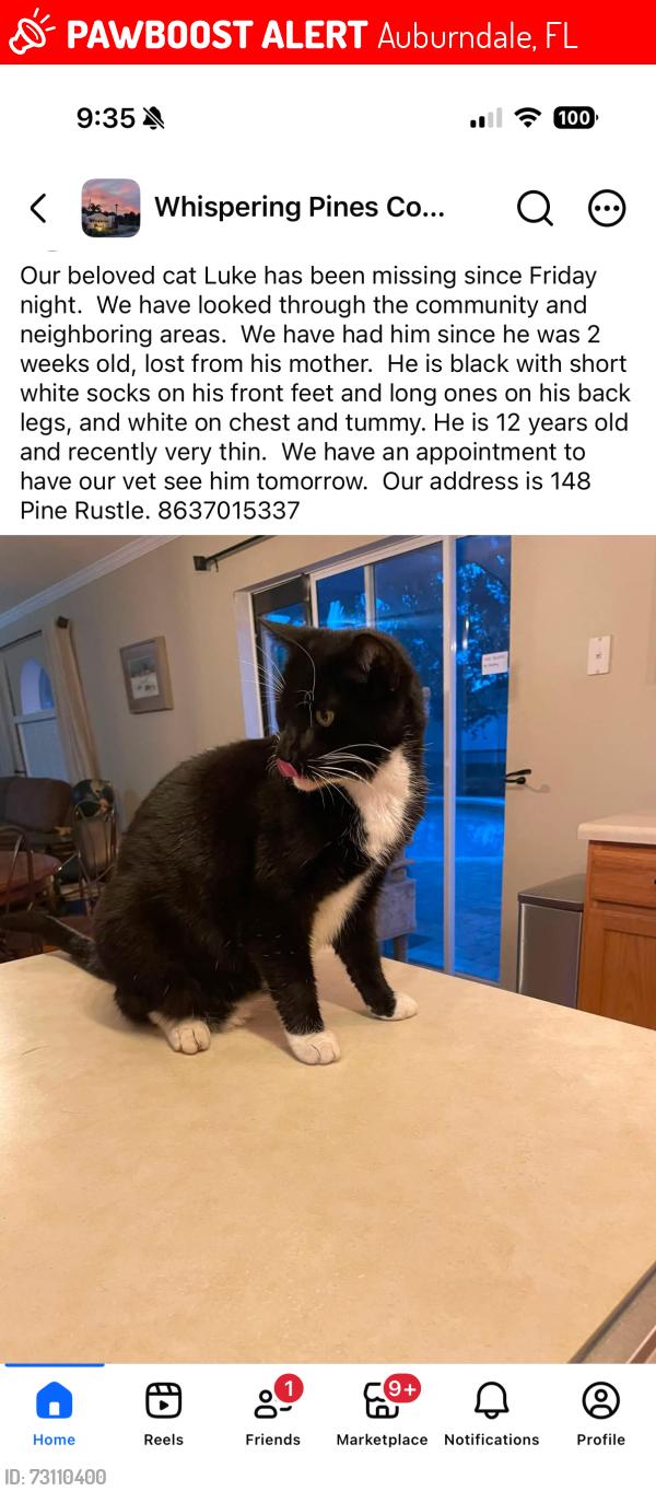 Lost Male Cat last seen Bolender Td, Auburndale, FL 33823