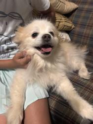 Reunited Male Dog last seen La Paz, Palmdale, CA 93551