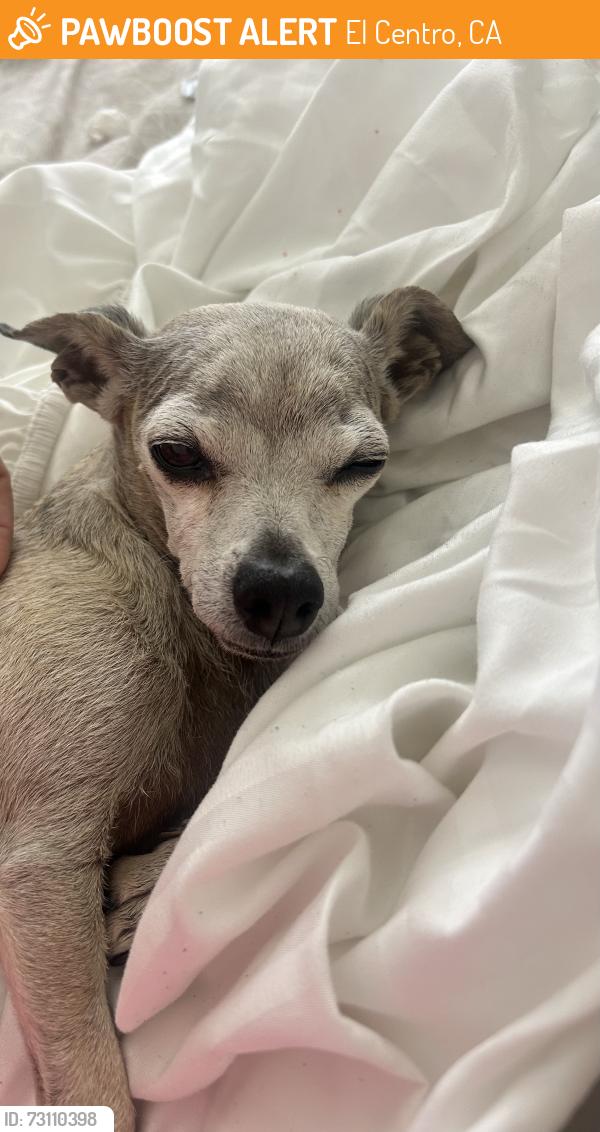 Found/Stray Female Dog last seen El Centro hosp, El Centro, CA 92243
