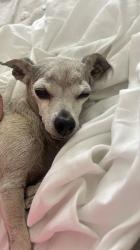 Found/Stray Female Dog last seen El Centro hosp, El Centro, CA 92243