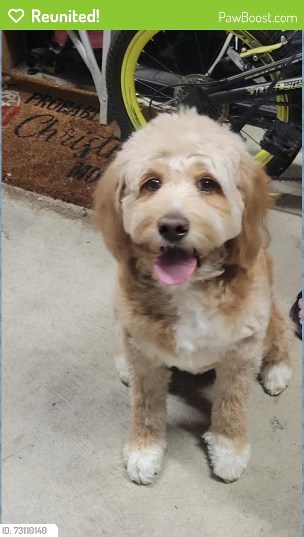 Reunited Female Dog last seen Fiese Rd, Dardenne Prairie, MO 63368