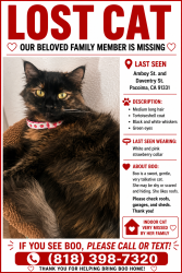Reunited Female Cat last seen Near Daventry St, Pacoima, CA 91331, USA, Los Angeles, CA 91331