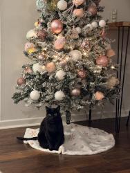 Lost Male Cat last seen Off lancaster and cordon, Salem, OR 97317