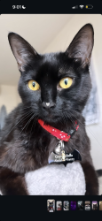 Reunited Male Cat last seen Drakes Barn, West Sacramento, CA 95691