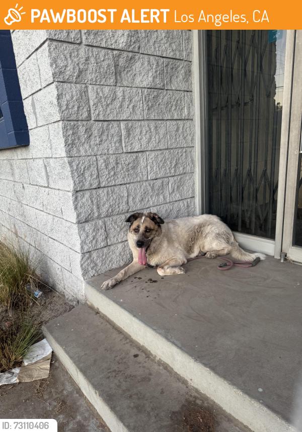 Found/Stray Female Dog last seen Glenoaks & sheldon, Los Angeles, CA 91352